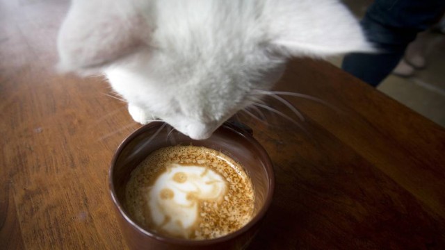 Inaugurado primeiro café para gatos em Nova York